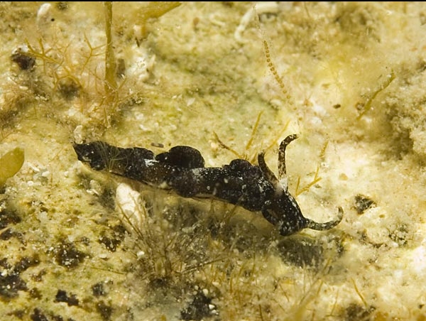 Facelina fusca